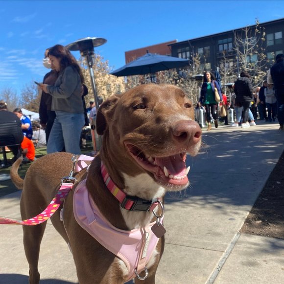 PETsRUS Premium No Pull Dog Harness 2 Leash Clips Baby Pink Leather Neoprene - Picture 9 of 9